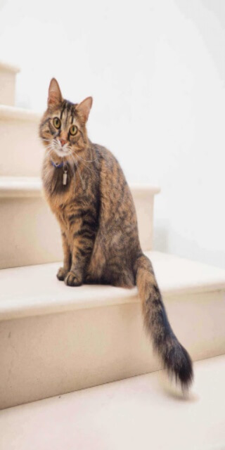 Resized Cat Image